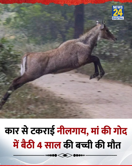 MP : गुना में कार से टकराई नीलगाय, मां की गोद में बैठी 4 साल की बच्ची की मौत हुई   ◆ नीलगाय कार का शीशा तोड़कर अंदर घुस गई थी   #MadhyaPradesh | Madhya Pradesh | Nilgai