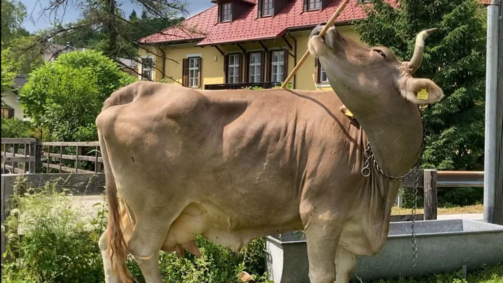 Cow astonishes scientists with rare use of tools, Scientists are rethinking what cattle are capable of after an Austrian cow named Veronika was found to use tools with impressive skill.