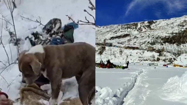 A Story of Loyality Amid an Unfortunate Tragedy👇🏻

In the frozen silence of Himachal’s snowbound hills, hope faded but loyalty did not.

For three days, a trembling dog stayed beside 13 year old Piyush Kumar’s lifeless body, enduring blizzards, hunger, and isolation without leaving his side💔

While rescue teams searched from the skies, devotion stood guard on the ground quiet, helpless, yet unbreakable.

In the face of loss and cruel nature, the dog’s presence said it all.

some bonds need no words, and true loyalty never walks away💛
