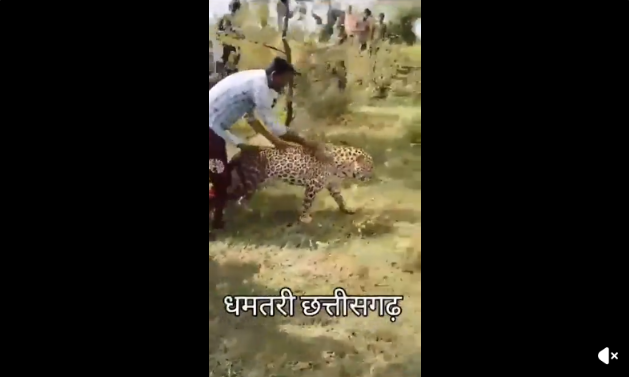 A leopard entered a liquor distillery and drank the alcohol. After that, he forgot that he was a leopard, so the villagers escorted him all the way back to the jungle. shared on reddit via r/interestingasfuck
