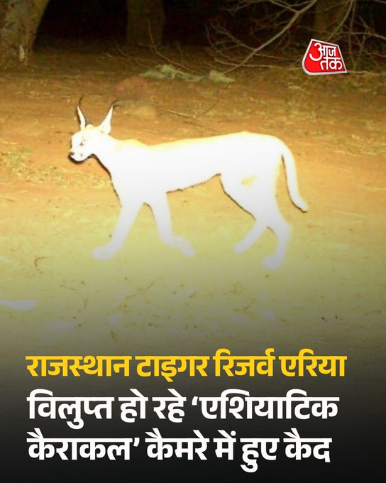 राजस्थान के धौलपुर-करौली टाइगर रिजर्व में दुर्लभ एशियाटिक कैराकल (सियागोस) अच्छी संख्या में कैमरा ट्रैप में कैद हुए है, जो वन्यजीव संरक्षण के लिए सकारात्मक संकेत है। बिल्ली प्रजाति का यह फुर्तीला और शर्मीला जीव देश के अधिकांश हिस्सों से विलुप्त हो चुका है। विशेषज्ञों के अनुसार, रिजर्व क्षेत्र में बढ़ी सुरक्षा और अनुकूल आवास के कारण इसकी संख्या में वृद्धि देखी जा रही है।

#AsiaticCaracal #Rajasthan #wildlife #ATCard #AajTakSocial
